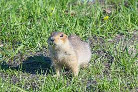 Pocket gophers are a small rodent which appears in many states across america. Gopher Vole And Mole Control In The Garden Lovetoknow