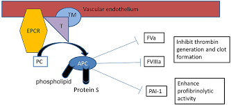 Image result for Protein C Deficiency