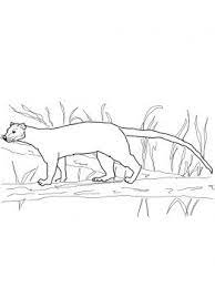 Fossa Cartoon Fossa From Madagascar Coloring Page Super Coloring Coloring Pages Nature Coloring Pages Owl Coloring Pages