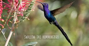 Maybe you would like to learn more about one of these? Meet The Doctor Bird Hummingbird Jamaica S Spectacular National Bird Sunset At The Palms