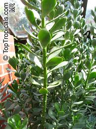 Image result for Senecio sp.no.3