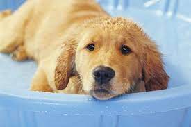 If you need to wash your dog more frequently, then the use of any type of human shampoo should be avoided. How To Bathe And Groom Your Puppy