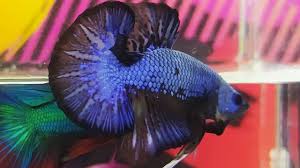 Cara membedakan ikan cupang jantan dan betina juga cukup mudah. Ikan Cupang Black Blue Dragon Youtube