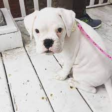 Get To Know The White Boxer And What Makes It Special Animalso