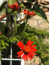 Image result for Begonia wollastonii