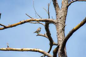 Mackay Island National Wildlife Refuge