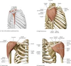 This page is about shoulder anatomy diagram,contains anatomy of the shoulder part 3 (muscular structures),anatomy of the shoulder part 3 (muscular structures),stuart kozinn, md scottsdale joint center,anatomy posters poster template and more. Shoulder Arm Atlas Of Anatomy