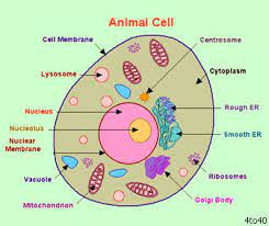 The genes are also responsible for protein synthesis of the cell via messenger rna, ribosomal rna and. What Are The Parts Of A Animal Cell Brainly In