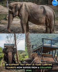 Knowledge - For 25 years, Pai Lin, now around 73 years old, was forced to  carry up to six tourists at a time, causing severe damage to her spine,  according to the