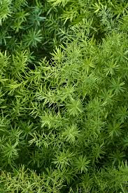 Image result for Asparagus schroederi