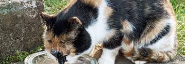 Fremde hunde und katzen, die im heimischen garten ihr geschäft verrichten, sind ärgerlich. Bei Stress Sucht Die Katze Asyl Tierwelt