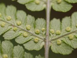 Image result for Megalastrum lanuginosum