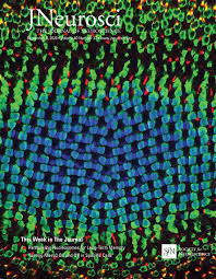 In this review article, we provide a general overview on the different types, synthesis methods, characterizations, properties and applications of nps. Cortical And Thalamic Interaction With Amygdala To Accumbens Synapses Journal Of Neuroscience