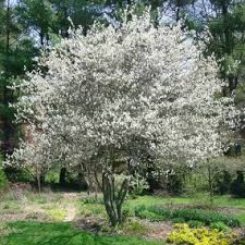 To avoid serious problems with insects and disease, keep your serviceberry as healthy as possible. Serviceberry Clump Royal City Nursery