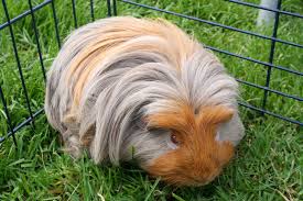 It can be recognized by its prominent beard. Guinea Pig In Malay Saaruue