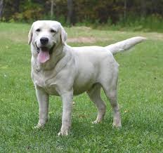 There is one yellow male left from. Ktl White Yellow Chocolate English Labrador Lab Pup Puppies In Mi