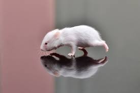 Short, longhaired, rex and satin. Syrian Hamster Variations Wikiwand