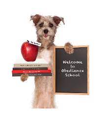 You should begin socializing your dog when he is young and continue to socialize him throughout his. Dog Training Near Me How To Find The Best Dog Training Schools New York Dog Nanny