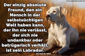 Das gegenteil ist der fall! Labrador Zitate Und Spruche Labradorseite De
