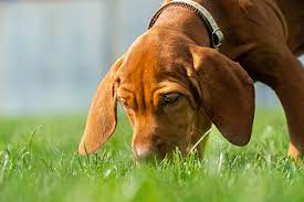 Why Do Dogs Eat Grass And Vomit Pet Check Urgent Care