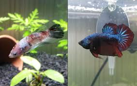 This Is Definitely One Of The Most Incredible Betta Transformations We Ve Seen Here At Bettaboxx Betta Betta Fish Fish Pet