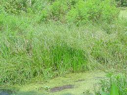 Image result for Oxycaryum