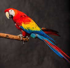 Both male and female macaws look alike, which is uncommon among vividly colored birds. Scarlet Macaw Ambassador Animal