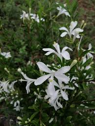 Image result for Turraea obtusifolia