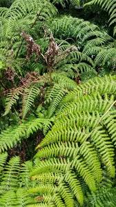 Image result for Hypolepis