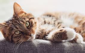 This Year S Most Popular Male Cat Names Include Lion King Avengers Characters In 2020 Cat Names Cats Kitten Names