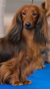 Dachshunds have a wide color variety. Miniature Long Haired Doxie Novocom Top