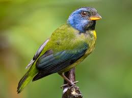 Image result for Bertiera angusiana