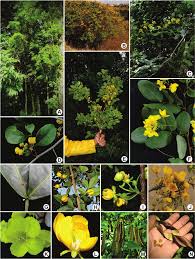 Image result for Chamaecrista plumosa