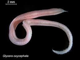 Image result for Oxyrhachis gracillima