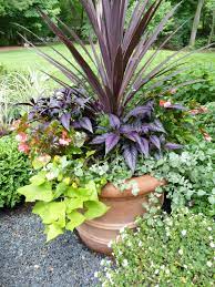 Container Garden Summer Annuals Cordyline Red Sensation Persian Shield Ipomoea Marguerite Landscape Services Professional Landscaping Landscape Design