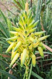 Image result for Aloe cooperi