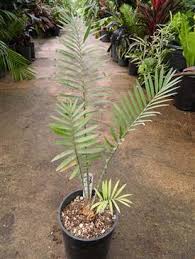 Image result for Encephalartos aplanatus