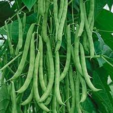 How to grow green soybean in back yard garden （毛豆/黄豆）. Biji Benih Kacang Buncis Green Beans Seeds Shopee Malaysia