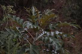 Image result for Bocconia arborea