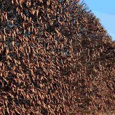 Image result for hornbeam hedge in winter