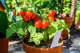 How to grow tim tomatoes. Tiny Tim Tomato Seeds San Diego Seed Company