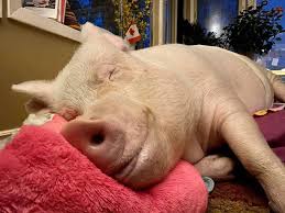 Esther the Wonder Pig