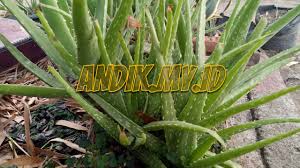 Gambar ada beberapa bunga tercantik di dunia dan tanaman hias yang dapat memanjakan mata kita dengan bentuk dan warna yang indah. Kumpulan Foto Tanaman Lidah Buaya Di Pekarangan Andik My Id
