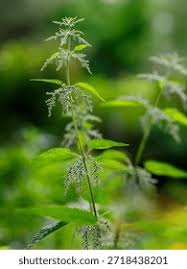 Image result for Urticaceae