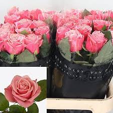 We are florca, we export plants and fresh flowers from holland to destinations worldwide. Rose Adele 70cm Wholesale Dutch Flowers Florist Supplies Uk