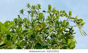 Image result for Rhizophora racemosa