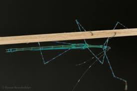 Image result for Pycnostachys orthodonta