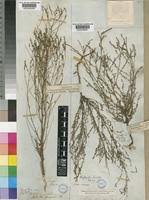 Image result for Phyllanthus parvulus