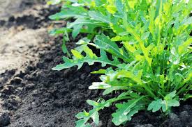 Growing Arugula Bonnie Plants