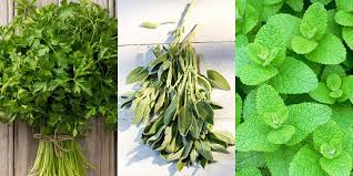 Here are some hardy plants that will brighten up the décor of your kitchen. 10 Of The Best Herbs To Grow In Your Garden Best Herb Plants To Grow At Home